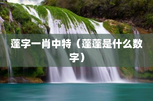 蓬字一肖中特（蓬蓬是什么数字）