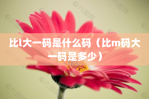 比l大一码是什么码（比m码大一码是多少）