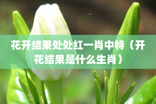 花开结果处处红一肖中特（开花结果是什么生肖）