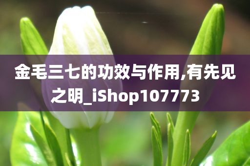 金毛三七的功效与作用,有先见之明_iShop107773